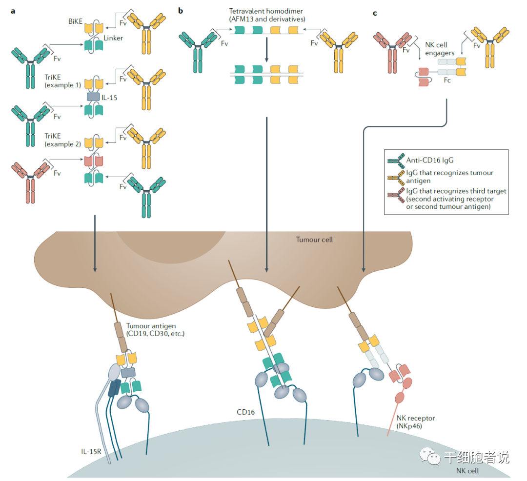 Nat Rev Drug Discov丨NK细胞疗法：抗肿瘤第一道防线(图4)