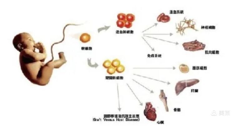 【科普】细数间充质干细胞的14种基本特性(图1)