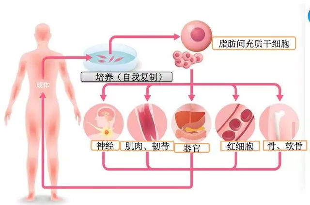 一文看懂干细胞疗法(图13)