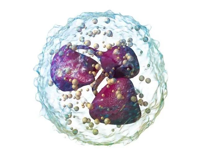 间充质干细胞免疫调节最靠谱，亲测有效！它是如何做到的？(图4)