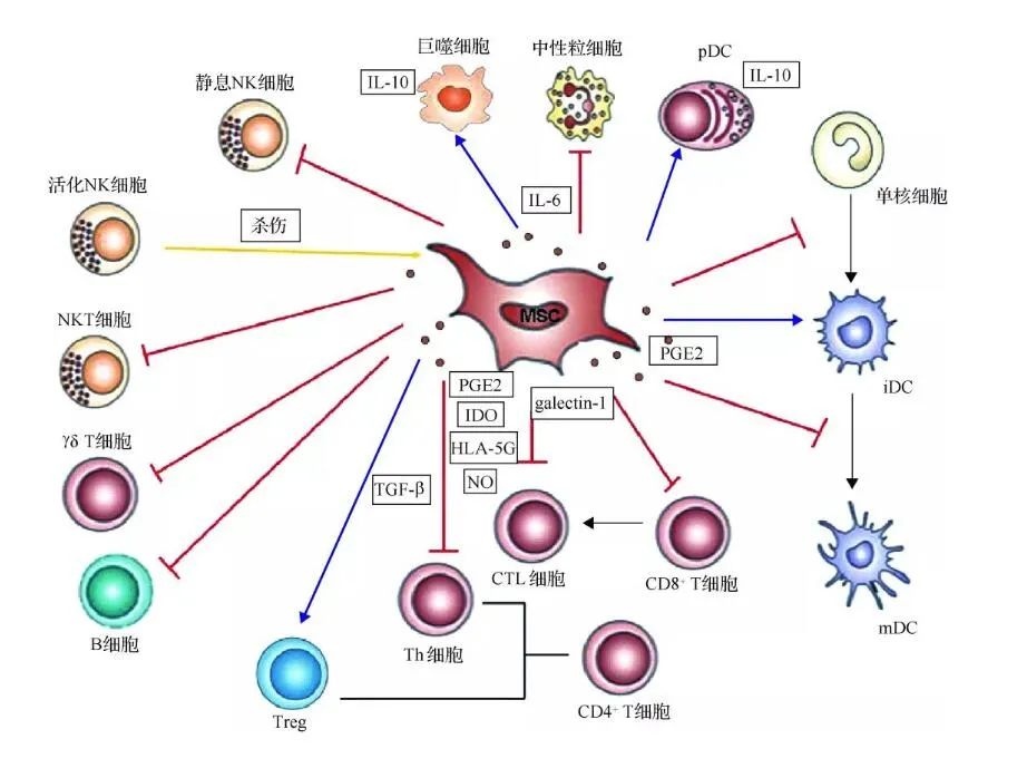 免疫力太强或太弱都不好，间充质干细胞助你双向调节免疫力(图4)