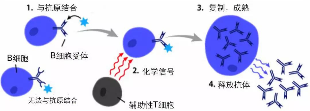 T细胞和B细胞，定义现代免疫学的起点(图4)