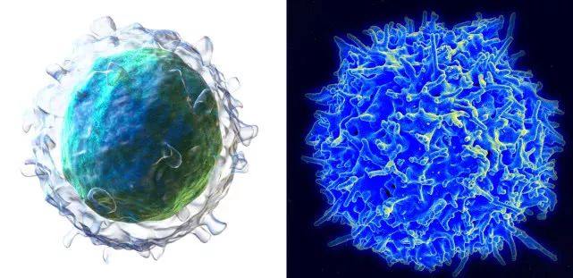 T细胞和B细胞，定义现代免疫学的起点(图2)