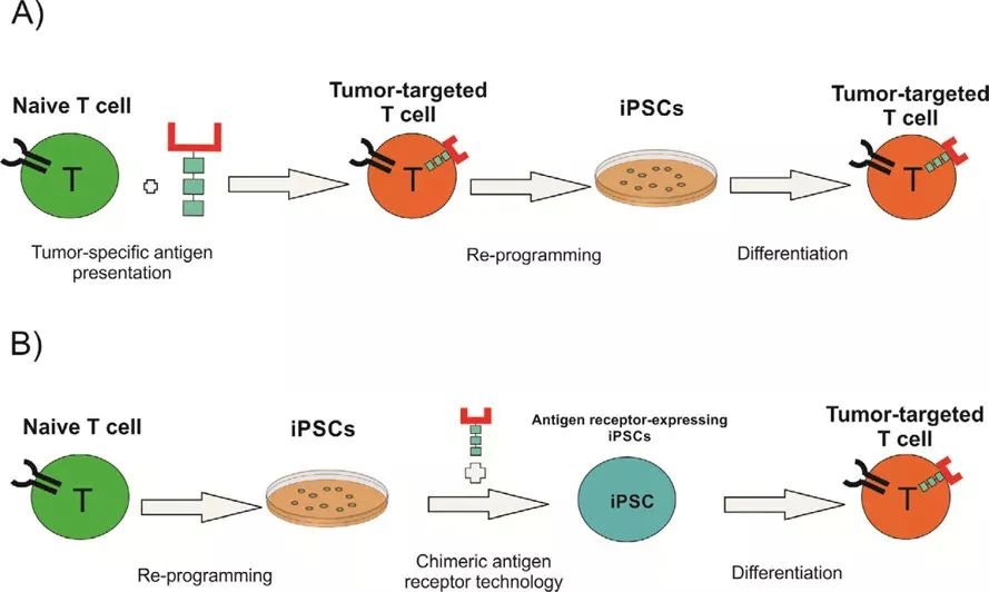 干细胞是怎样被用于治疗骨癌的？(图3)