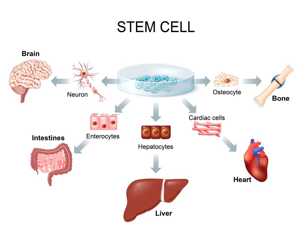 干细胞 “返老还童”：全球首次实现多能干细胞转化为真正的全能胚胎样细胞，器官移植福音(图3)