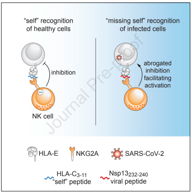 为什么NK细胞能识别杀伤新冠病毒？(图2)