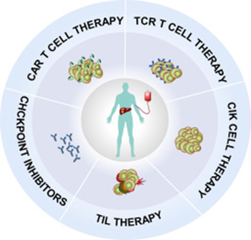 延长肝癌患者的生命！盘点免疫细胞治疗肝癌的临床进展(图1)