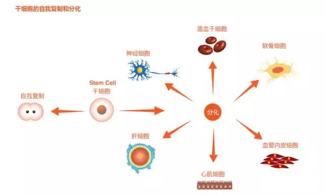 聪明的干细胞，是身体健康的保障(图5)