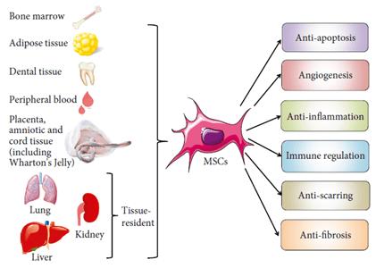 脐带间充质干细胞的作用和功效，有哪些临床应用(图2)