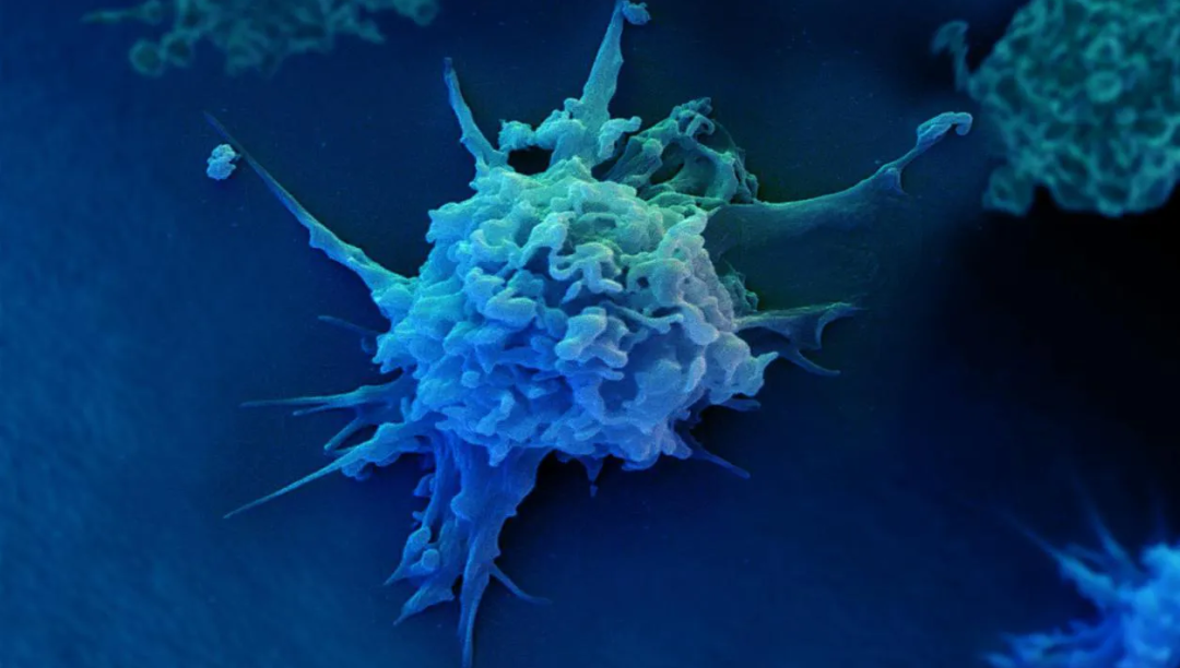 我们身体中的干细胞和免疫细胞分别扮演着怎样的角色？(图2)