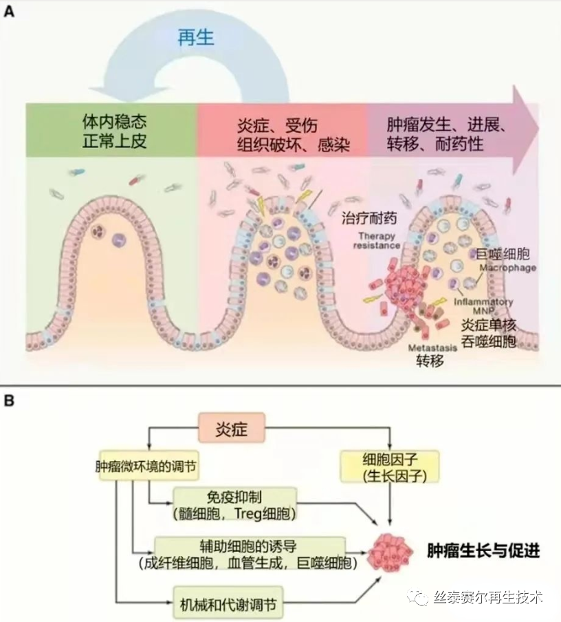 医学专刊 | 干细胞：缓解慢性炎症的新希望！(图3)