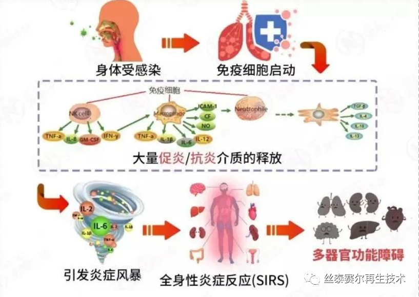 医学专刊 | 干细胞：缓解慢性炎症的新希望！(图4)
