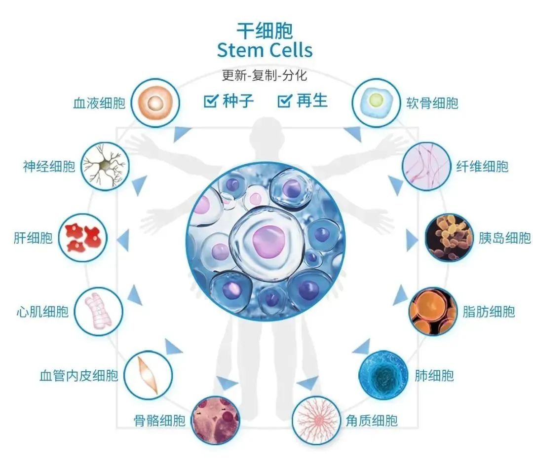 医学专刊 | 干细胞：缓解慢性炎症的新希望！(图7)