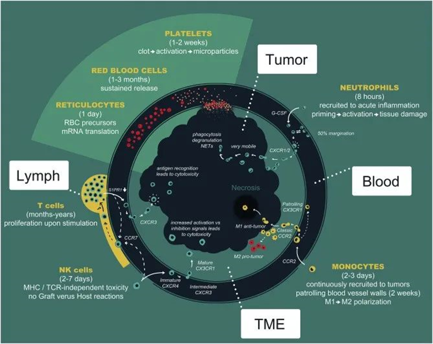 击杀癌细胞、化身“快递员”给肿瘤投喂“毒药”，免疫细胞真有才！(图3)
