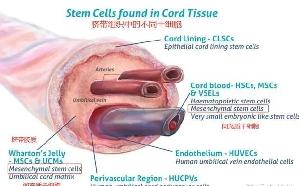 干细胞治疗难治疾病的效果和安全性！(图2)