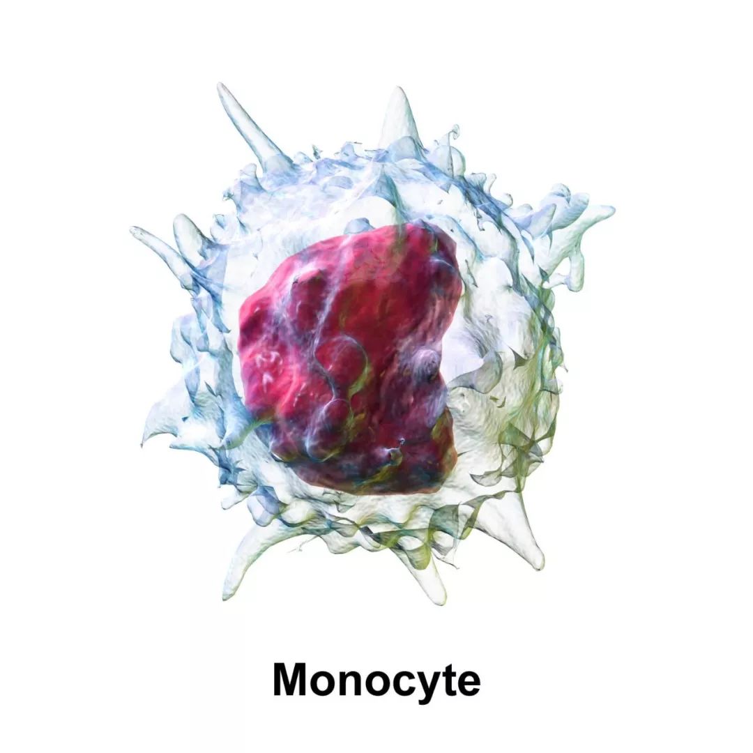 免疫细胞有哪些？最通俗的免疫细胞科普(图6)