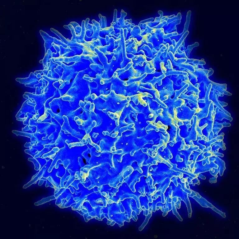 免疫细胞有哪些？最通俗的免疫细胞科普(图2)