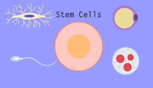 科普 | 干细胞如何修复创伤组织？(图1)