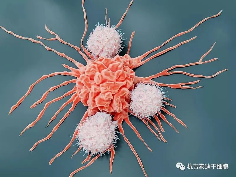免疫细胞有哪些？最通俗的免疫细胞科普(图5)