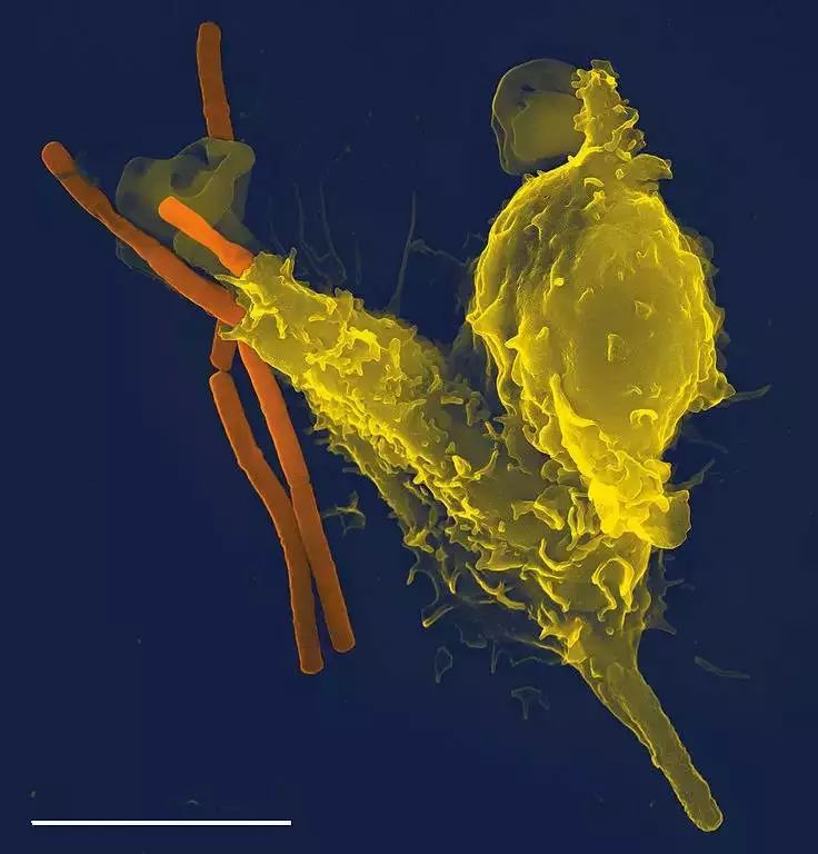 免疫细胞有哪些？最通俗的免疫细胞科普(图8)