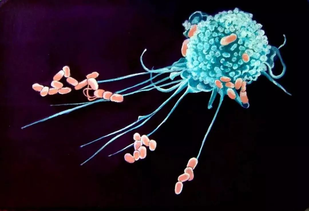 免疫细胞有哪些？最通俗的免疫细胞科普(图7)