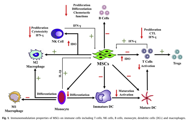 文献及案例佐证！胎盘干细胞有潜力治疗家庭成员的疾病(图4)