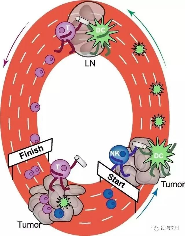 NK细胞，人体强大的抗癌前锋(图3)