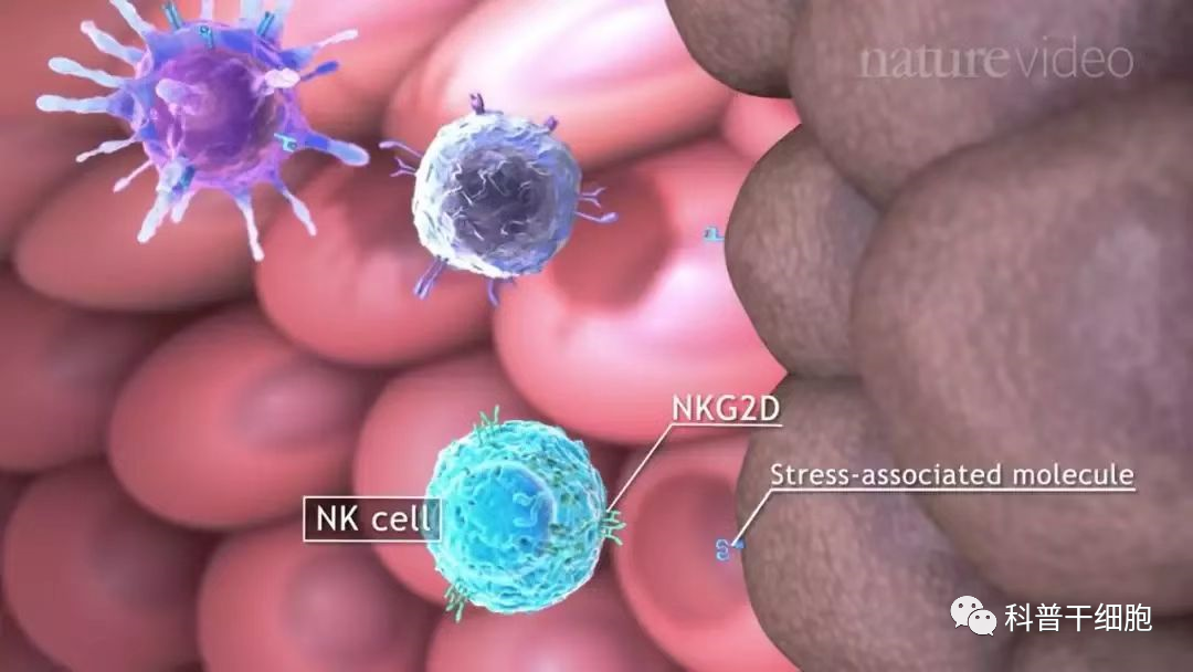 NK细胞-人体内的“尚方宝剑”(图1)