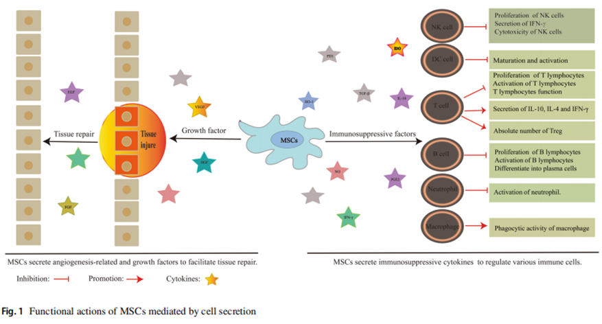 间充质干细胞治疗专家共识发布！间充质干细胞治疗大幅提高SLE患者的治疗疗效，改善患者的生存质量和预后(图4)
