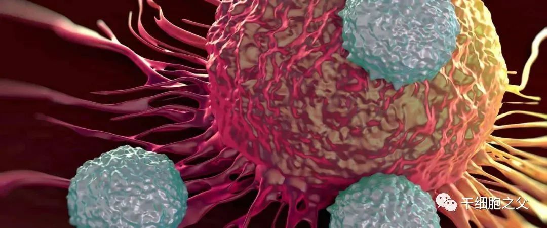 NK免疫细胞：人体内强大抗癌先锋(图2)
