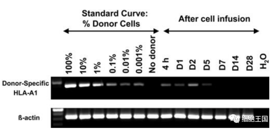 NK细胞疗法在癌症治疗中的进展(图3)