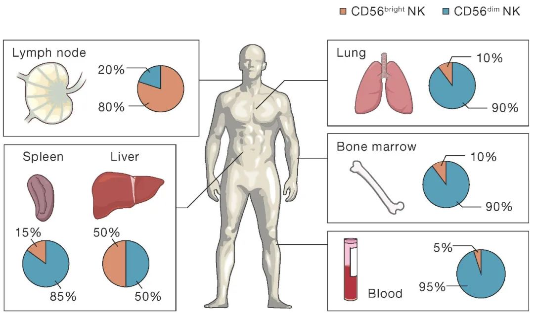 NK细胞疗法在癌症治疗中的进展(图1)