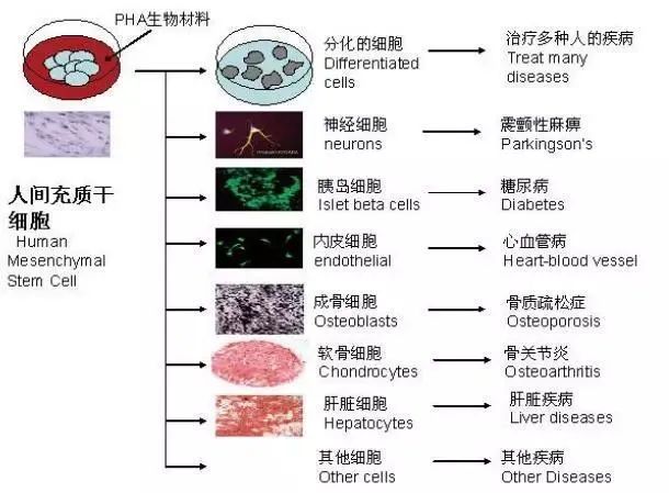 干细胞科普——干细胞分类(图2)