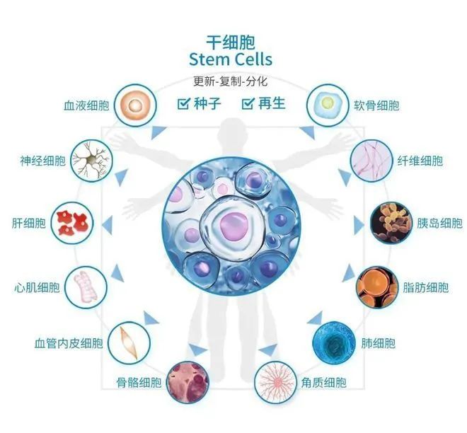 干细胞科普——干细胞分类(图3)