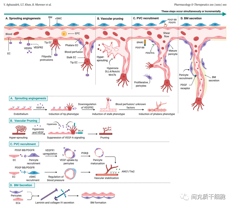 好文推荐：间充质干细胞治疗血管疾病的探讨(图1)