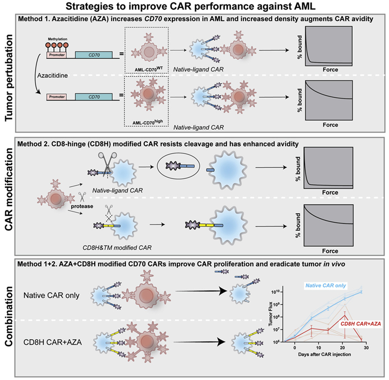 盘点| CAR-T免疫细胞疗法最新研究进展(图1)