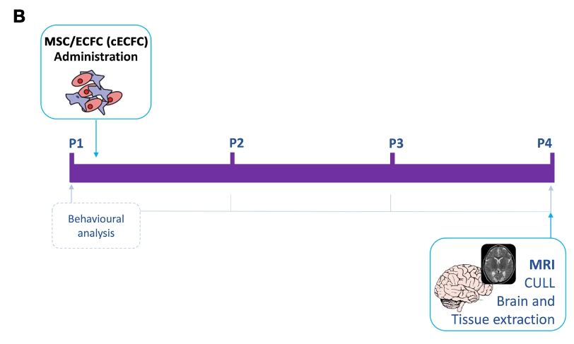 胎盘用来拯救新生儿脑损伤：3天显示修复受损大脑血管(图4)