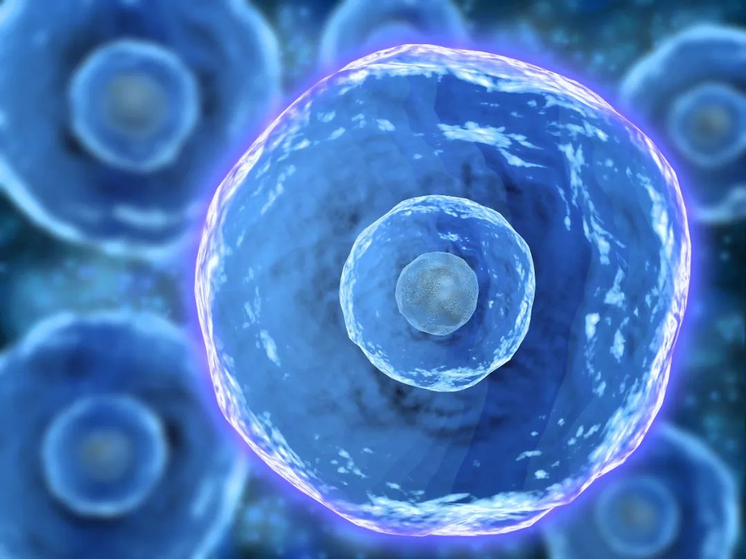 中国科学报：间充质干细胞成为干细胞研究的主力军(图1)