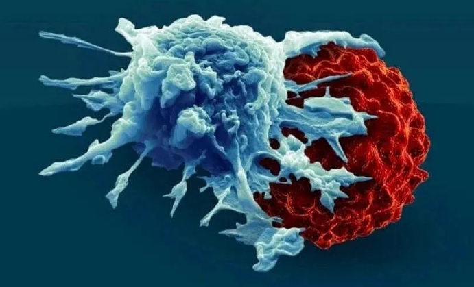 临床进展丨在癌症治疗中探索NK细胞免疫疗法(图1)