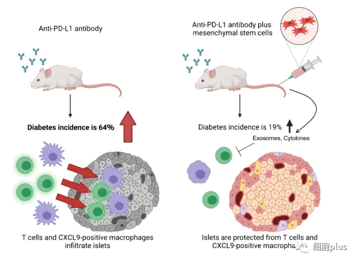 间充质干细胞再添一项新应用 可预防PD-1抗癌药诱发的1型糖尿病(图2)
