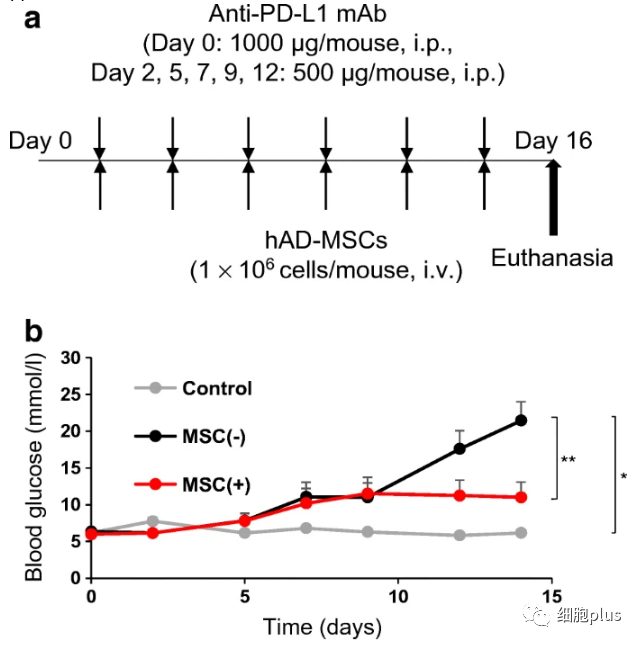 间充质干细胞再添一项新应用 可预防PD-1抗癌药诱发的1型糖尿病(图3)