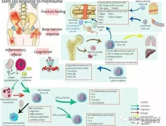 科普 | 干细胞如何修复创伤组织？(图2)