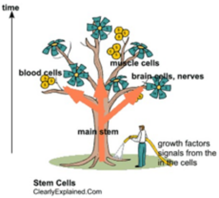 实际应用中，干细胞和免疫细胞怎么选？怎么用？(图6)