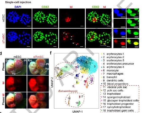 近期干细胞研究领域重要研究成果一览(图3)
