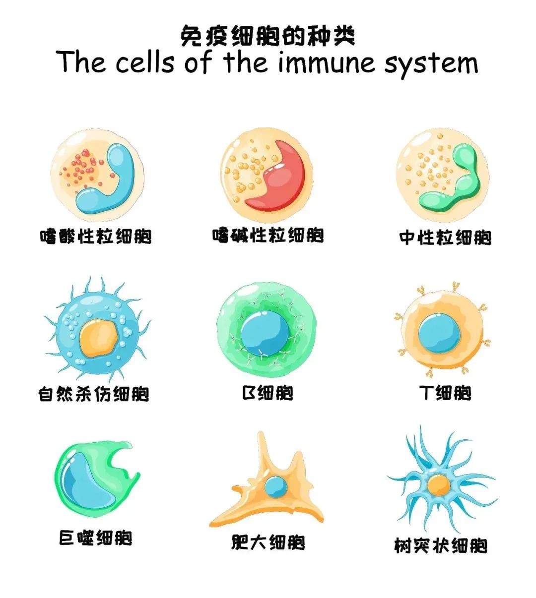 身体最强“打工人”——免疫细胞，尽早存储非常重要！(图1)