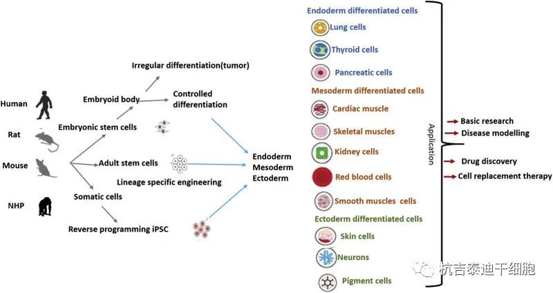 干细胞疗法在阿尔茨海默病和帕金森病中的临床试验研究进展(图5)