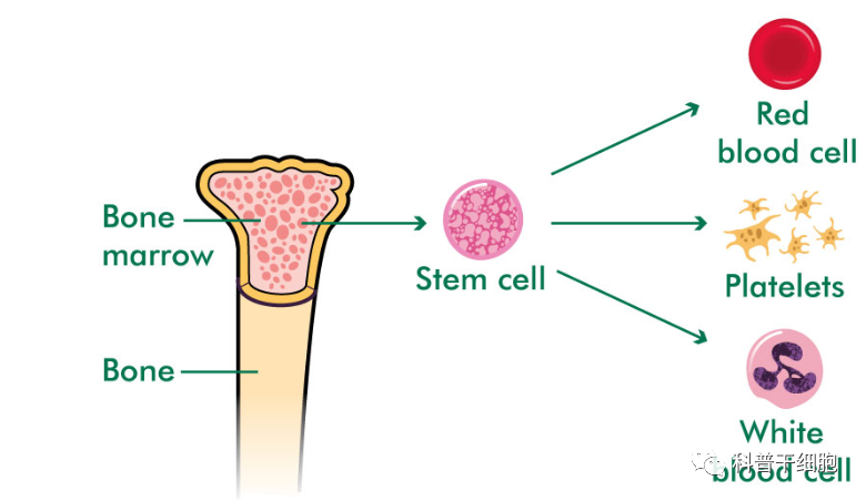 脐带里充满“干细胞黄金资源”，是未来精准医疗的种子和载体！(图2)