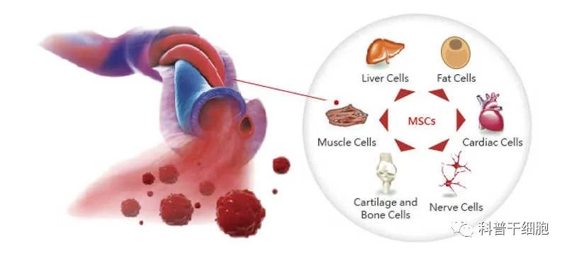 脐带里充满“干细胞黄金资源”，是未来精准医疗的种子和载体！(图1)
