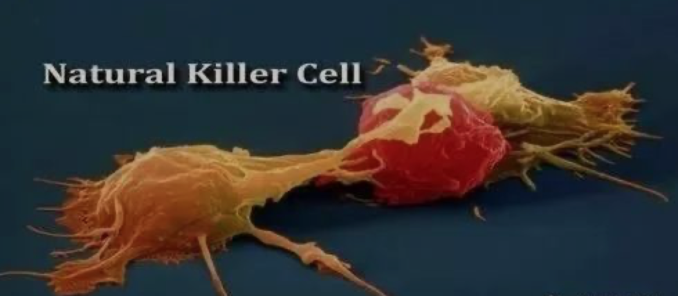 免疫细胞科普：CIK细胞和NK细胞有什么区别？(图2)