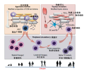 科普 | “牵一发动全身”，免疫细胞的衰老带动着人体衰老(图2)